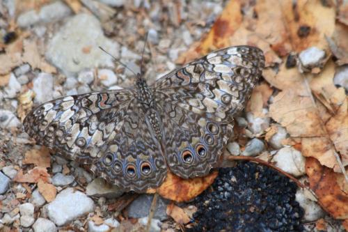 Hamadryas februa
